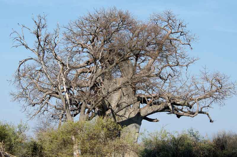 84 - Namibia - reserva de animales Mahango - baobab